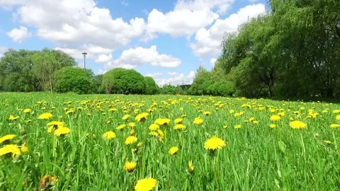 Summer meadow with dandelions Stock Footage 83868187