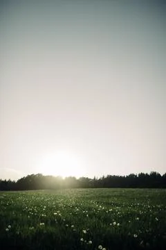 Summer Meadow During Sunset Stock Photos