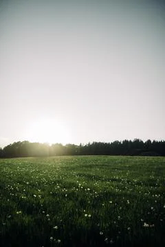 Summer Meadow During Sunset Stock Photos