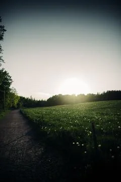 Summer Meadow During Sunset Stock Photos