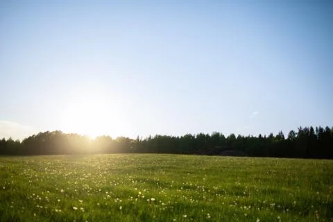 Summer Meadow During Sunset Stock Photos