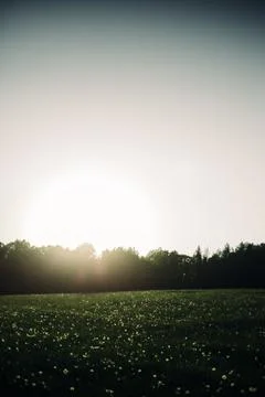 Summer Meadow During Sunset Stock Photos