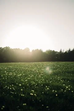 Summer Meadow During Sunset Stock Photos