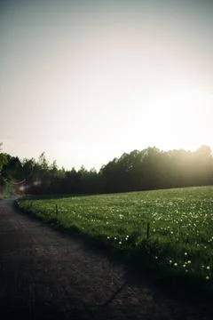 Summer Meadow During Sunset Stock Photos