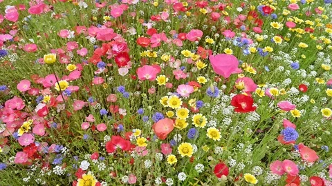 Summer meadow edge to edge full of vibrant wildflowers Stock Footage 111848255