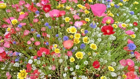 Summer meadow edge to edge full of vibrant wildflowers Stock Footage 111848273