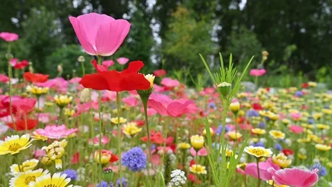 Summer meadow edge to edge full of vibrant wildflowers Stock Footage 111848274
