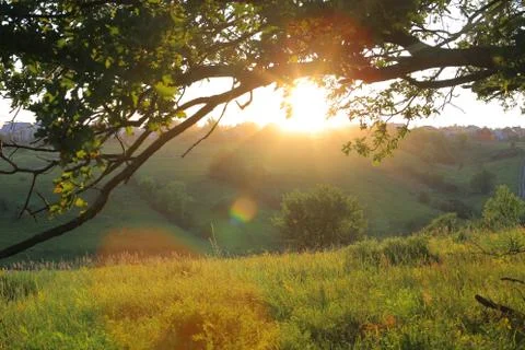 Summer meadow in the evening. Stock Photos
