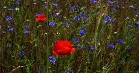 Summer Meadow Filled with Blue Cornflowers and Red Poppies in Germany Stock Footage 337800326