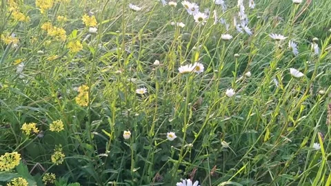 Summer meadow filled white clover wildflowers camera gracefully Stock Footage 326068083