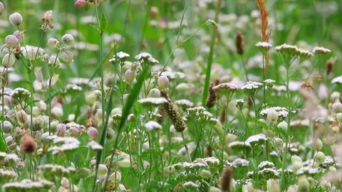 Summer meadow, Flowers and Insects, Europe Stock Footage