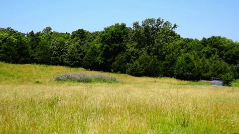 Summer meadow with flowers Stock Footage 76919235