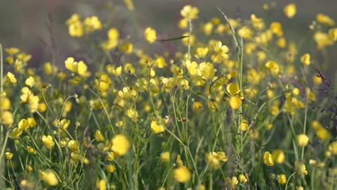 Summer meadow flowers Stock Footage