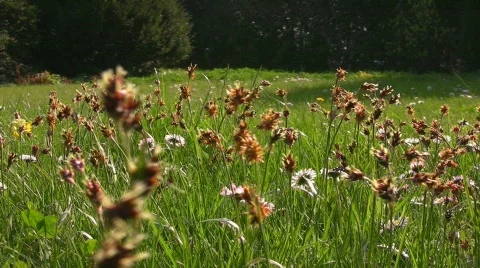 Summer meadow Stock Footage 505778