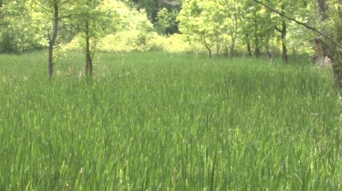 Summer Meadow 스톡 동영상 652862