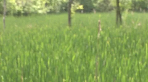 Summer Meadow Vidéo 7736157