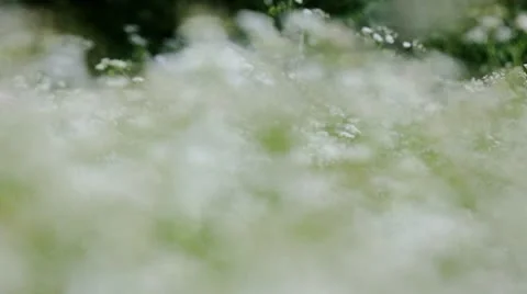 Summer Meadow Video stock 11122331