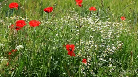 Summer meadow Stock Footage 11146869