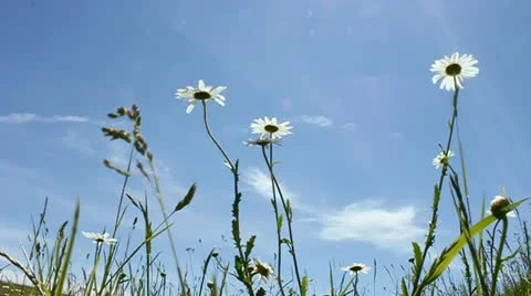Summer meadow Stock Footage 12337142