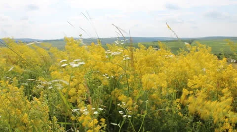 Summer meadow Stock Footage 26347549