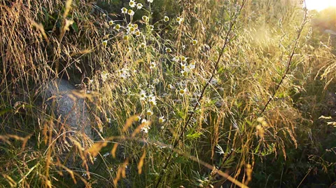 Summer meadow Stock Footage 29400755