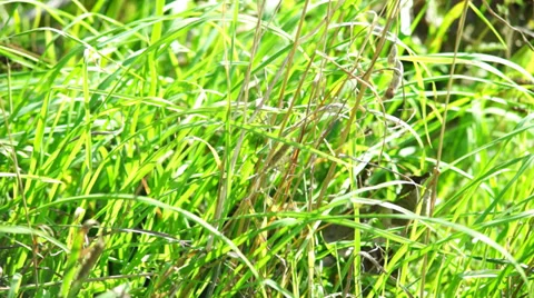 Summer meadow Stock Footage 29727444