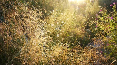 Summer meadow Stock Footage 29833390