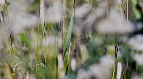 Summer meadow Stock Footage 29835373