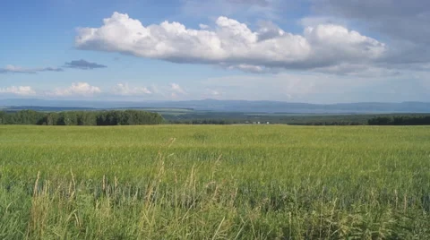 Summer meadow Stock Footage 41419942