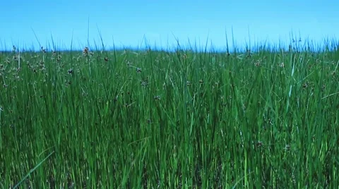 Summer meadow Stock Footage 44354649