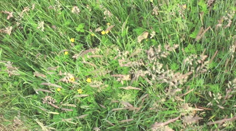 Summer meadow Stock Footage 63757435