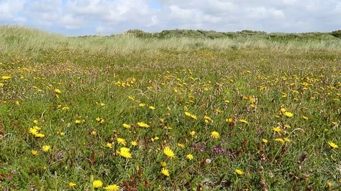 Summer meadow Stock Footage 78311725