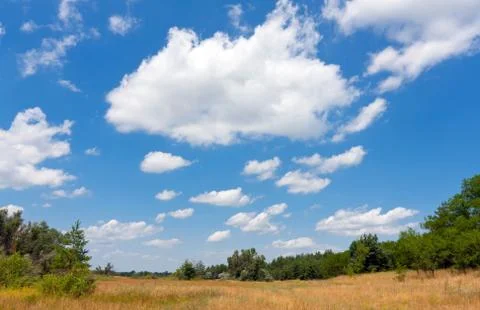 Summer meadow in forest Stock Photos