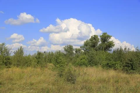 Summer meadow in forest Stock Photos