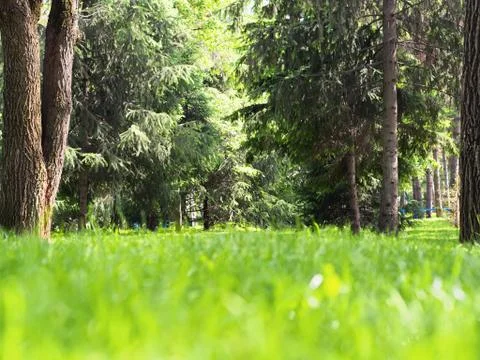 Summer meadow at the forrest Stock Photos