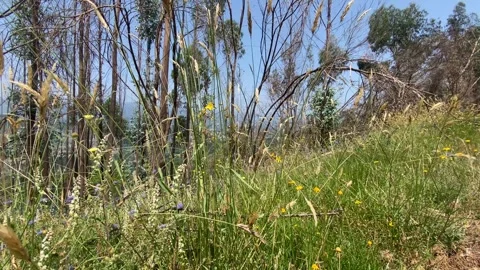 Summer meadow full of grass with blue sky and hill view 🌾🌄 Stock Footage 310915599