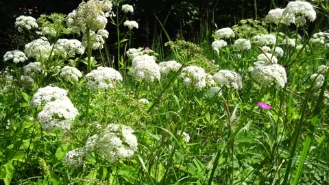 Summer Meadow Grass Flowers Stock Footage 91706472
