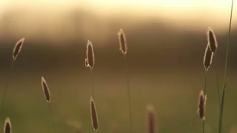 Summer meadow grass at sunset Stock Footage 72310843