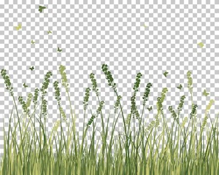 Summer meadow Stock Illustration