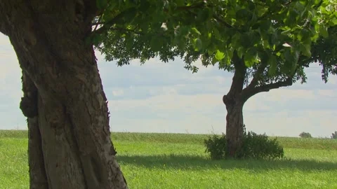 Summer Meadow Landscape with Tree in Foreground Stock Footage 313951970