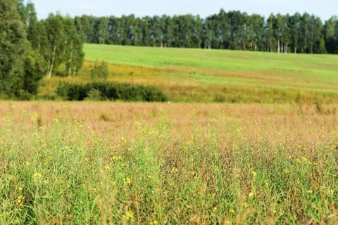 Summer meadow lit by the evening sun. Natural background Stock Photos