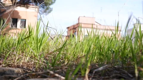 Summer meadow with long grass Stock-Footage 172255081