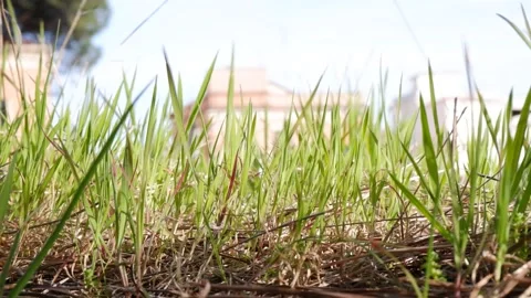 Summer meadow with long grass Stock Footage 173504715