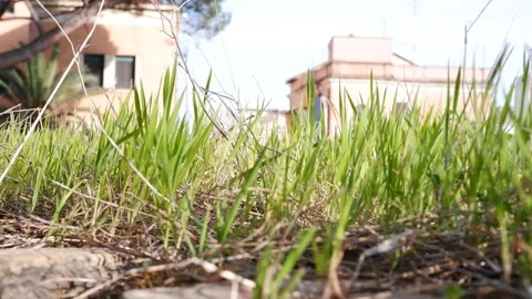 Summer meadow with long grass Stock-Footage 173504810