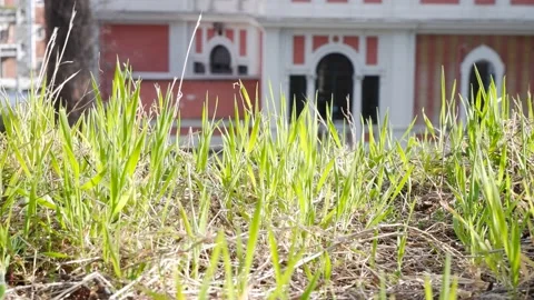 Summer meadow with long grass gently blowing in the wind 스톡 동영상 172255149