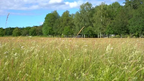 Summer Meadow next to a cemetery  Stock Footage 136093209