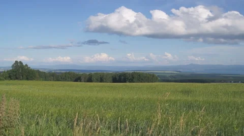 Summer meadow. Pan right Stock Footage 41419920