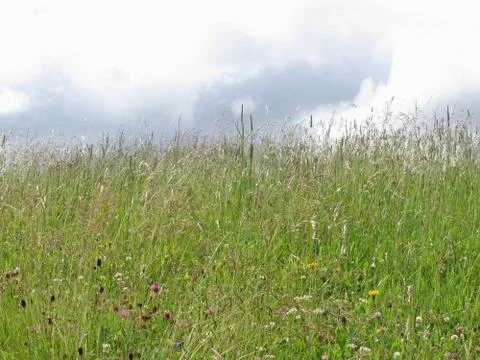 Summer meadow panorama Stock Photos