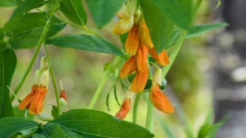 Summer. Meadow peas on the background of greenery in daylight Stock Footage 111578098