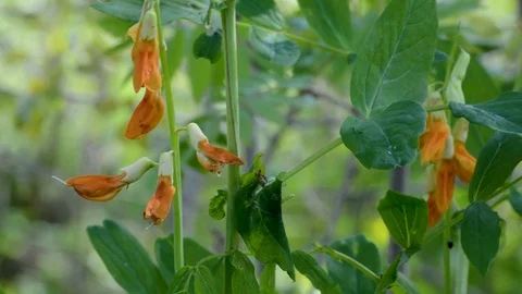 Summer. Meadow peas on the background of greenery in daylight Stock Footage 111578112